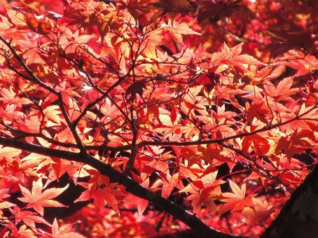 紅葉風景 紅葉,秋,葉の写真素材