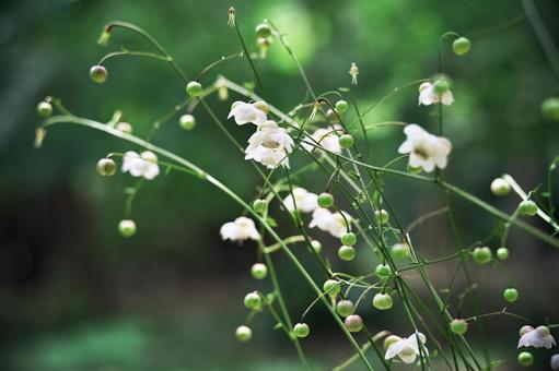 レンゲショウマの花 レンゲショウマの花の写真
