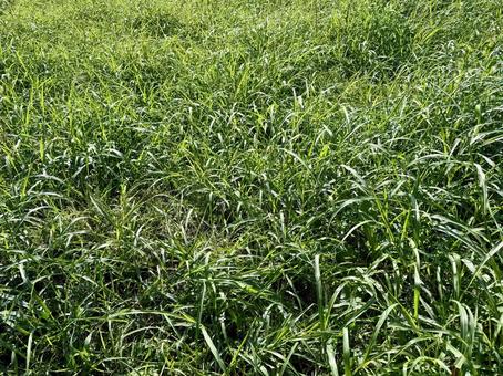 雑草 雑草,草,自然の写真素材