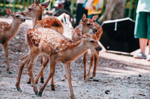急げ、急げ 急げ、急げ 鹿,動物,哺乳類の写真素材