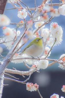 Daifuku White-eye, JPG Daifuku White-eye, JPG