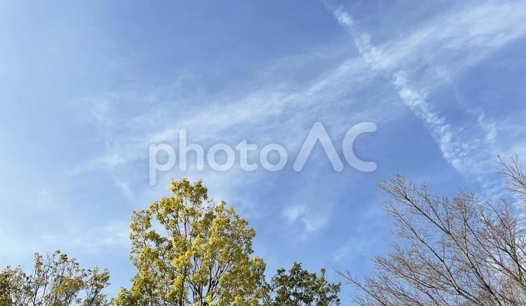 秋空と木の大自然の風景写真 空,木,自然の写真素材