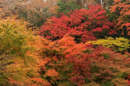 紅葉 紅葉,養老渓谷,筒森もみじ谷の写真素材
