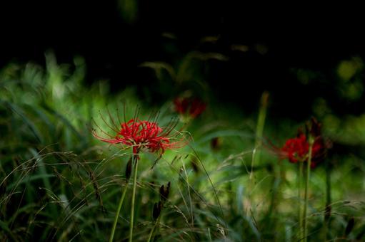 ＜素材＞秋の公園に咲く真っ赤なヒガンバナ 彼岸花,ヒガンバナ,曼珠沙華の写真素材