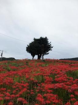 彼岸花 社ヶ丘花園 長崎 琴海地区 彼岸花 社ヶ丘花園 長崎 琴海地区の写真