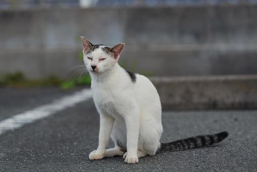 ブルブルが終わってほっとひと息つく牛柄猫 牛柄猫,cawcat,ハチワレ猫の写真素材
