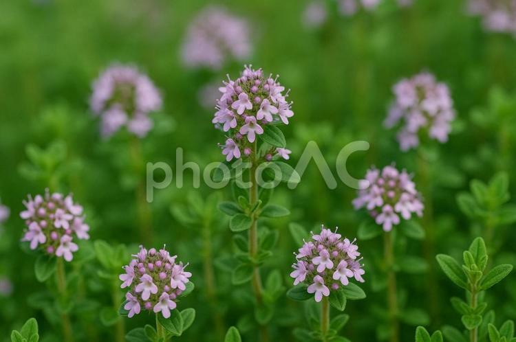 マスチックタイムの小さな花・ハーブ・薬草 マスチックタイム,タイム,ハーブの写真素材
