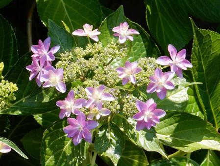 [Flower photo] Hydrangea flower, JPG