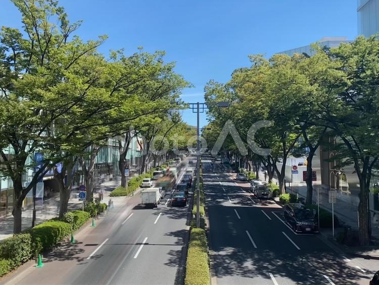 表参道　青空と街路樹 表参道,神宮前,街路樹の写真素材