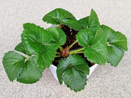 イチゴの栽培 栽培,イチゴ,蜜香の写真素材