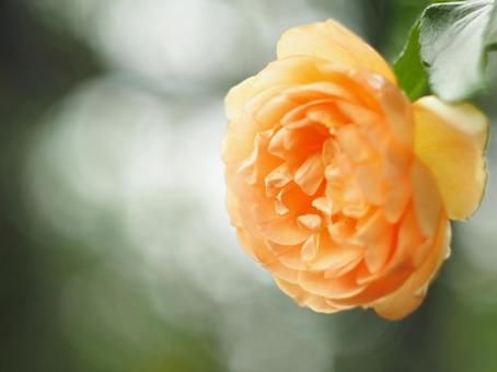 薔薇 薔薇の写真