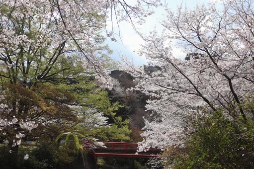 猪野公園 猪野公園 猪野公園,伊野天照皇大神宮,福岡の写真素材