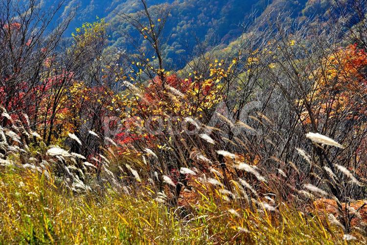 秋の袈裟丸山（栃木足尾） 秋,紅葉,山の写真素材