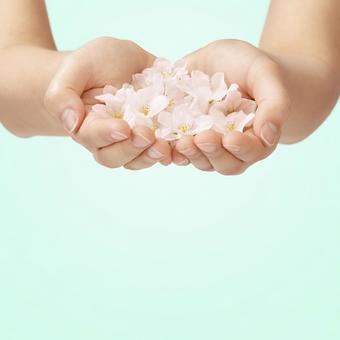手のひらに桜の花びら 手のひらに桜の花びらの写真