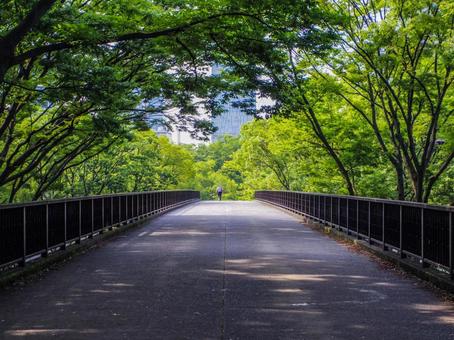 【東京都】代々木公園 【東京都】代々木公園 代々木公園,渋谷門展望デッキs,代々木の写真素材