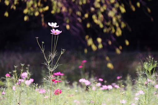 Landscape with cosmos flowers, JPG
