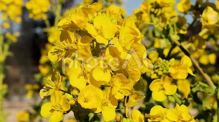 １月の花壇で咲く菜の花 菜の花,春の兆し,花壇の写真素材