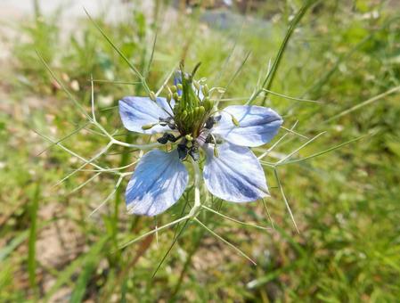 【花の写真】ニゲラ(黒種草) 【花の写真】ニゲラ(黒種草) ニゲラ,黒種草,植物の写真素材