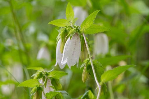 Freshly blooming white bellflowers, JPG