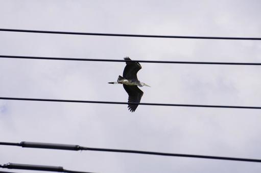 飛んでいるサギ 飛んでいるサギの写真