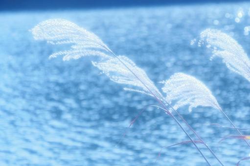 ススキと輝く湖面 ススキ,水,湖の写真素材