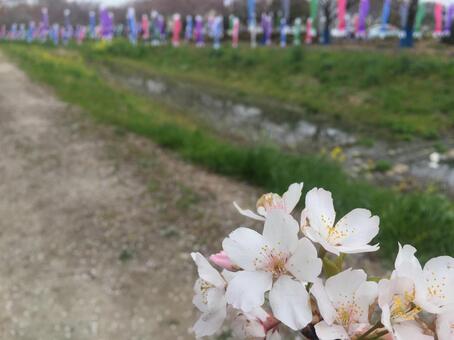 鯉のぼり 桜  青空  春  きれい  美しい  満開 鯉のぼり 桜  青空  春  きれい  美しい  満開の写真