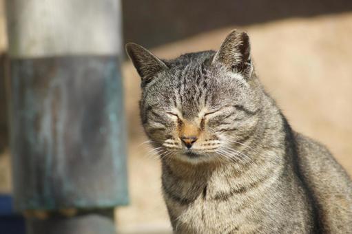 ねこ ねこ にゃんこ,可愛い,野良猫の写真素材