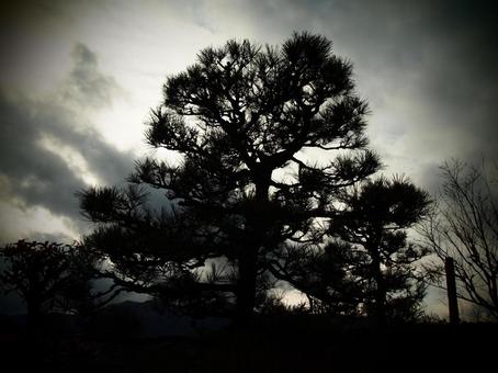 松 松の写真