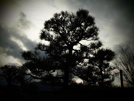 Photo, árbol de pino, oscuro, madera, 