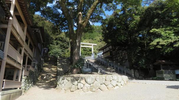 多度大社　御神木　上げ坂　多度祭御殿 多度大社,神社,神社仏閣の写真素材