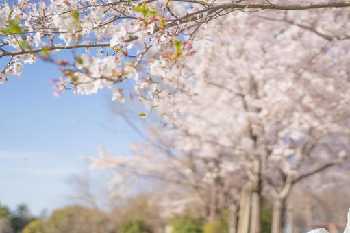 桜並木と桜の枝の写真