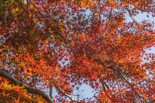紅葉狩り いろはもみじ,紅葉,楓の写真素材