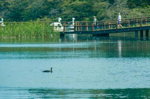 ［東京都武蔵野市］井の頭恩賜公園｜夏の写真