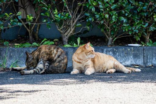 猫(232) 猫(232)の写真