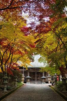 西林寺の紅葉(兵庫県西脇市) 西林寺の紅葉(兵庫県西脇市) 西林寺,紅葉,もみじの写真素材