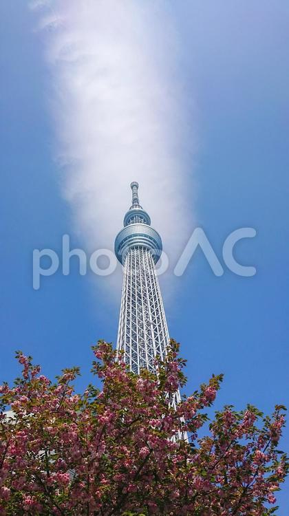 桜と青空と東京スカイツリー 東京スカイツリー,スカイツリー,東京の写真素材