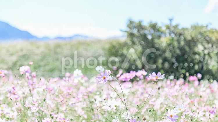 満開のコスモス畑と爽やかな青空｜16:9 コスモス,花,コスモス畑の写真素材