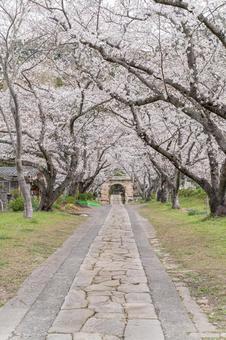佐賀県の円応寺の桜並木 佐賀県の円応寺の桜並木 桜,桜の木,ピンクの写真素材