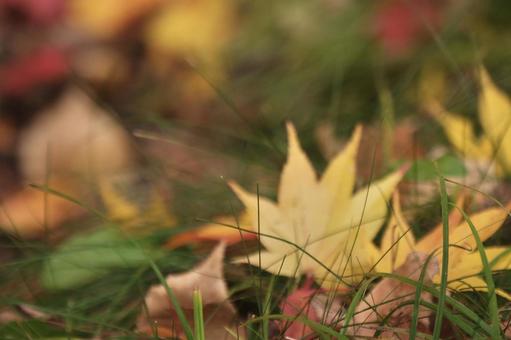 落ち葉の写真