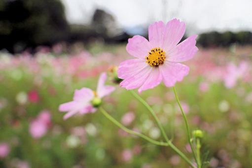 Cosmos, JPG
