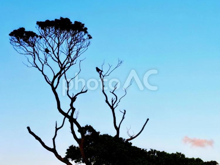 青空とさみしい木 青空,さみしい,木の写真素材