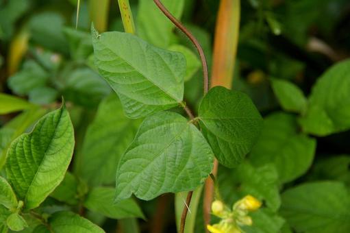 アズキ アズキ アズキ,ショウズ,赤豆の写真素材