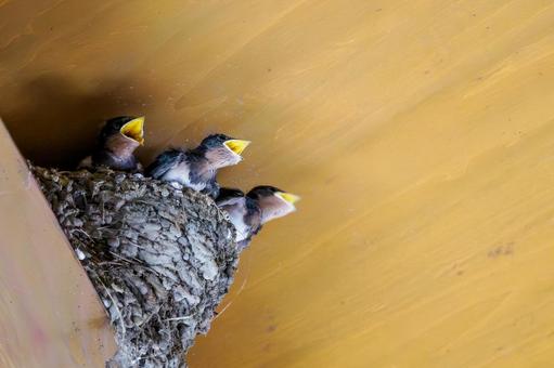 ツバメの雛⒀ ツバメの雛⒀の写真