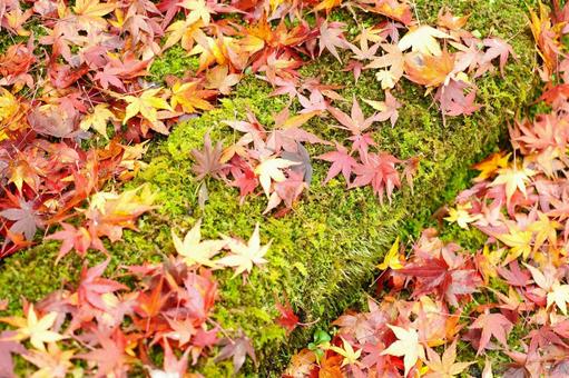 Photo, autumn leaves, maple, autumn, 