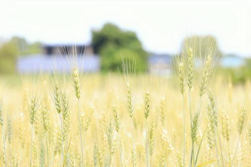 小麦畑 小麦畑の写真