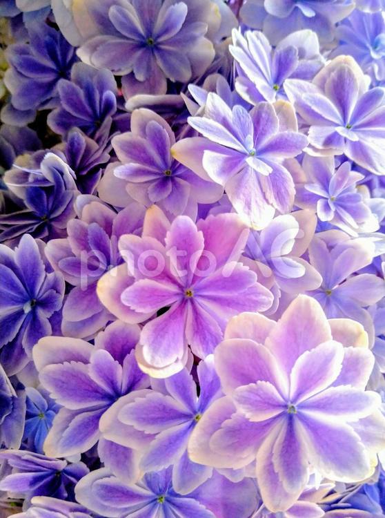 アジサイ　綺麗な薄紫に咲く万華鏡（タテ） 紫陽花,あじさい,花の写真素材