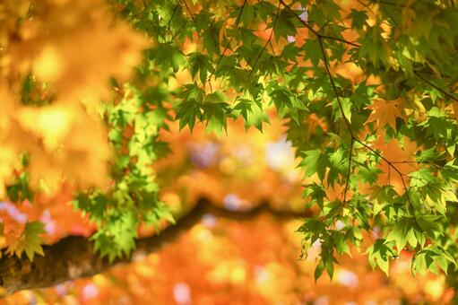 紅葉 紅葉の写真