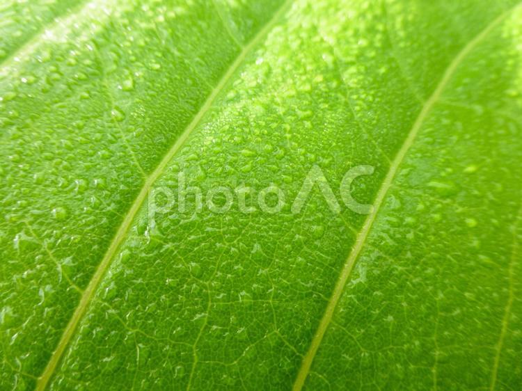 水滴の付いた草の葉 葉,新緑,草の写真素材