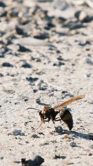照片, 黄蜂, 昆虫, 活物, 