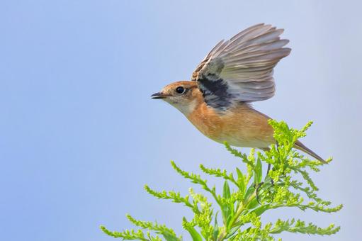 秋の空に飛び出すノビタキ 秋の空に飛び出すノビタキ ノビタキ,野鶲,渡り鳥の写真素材